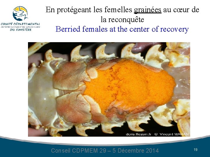 En protégeant les femelles grainées au cœur de la reconquête Berried females at the