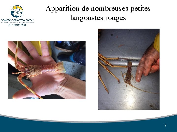 Apparition de nombreuses petites langoustes rouges 7 