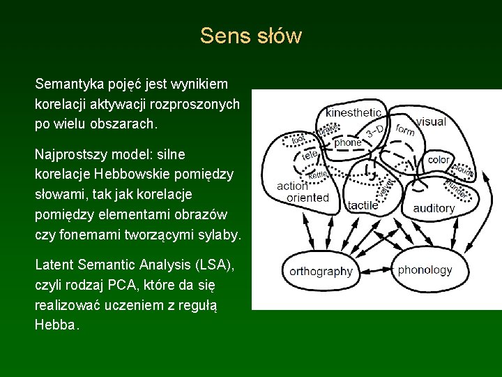 Sens słów Semantyka pojęć jest wynikiem korelacji aktywacji rozproszonych po wielu obszarach. Najprostszy model: