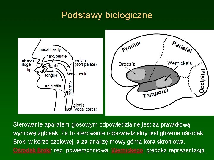 Podstawy biologiczne Sterowanie aparatem głosowym odpowiedzialne jest za prawidłową wymowę zgłosek. Za to sterowanie