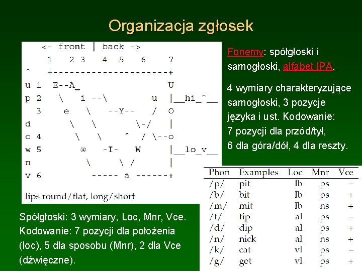 Organizacja zgłosek Neuron uczy się prawdopodob. warunkowego, korelacji pomiędzy pożądaną aktywnością a sygnałami wejściowymi;