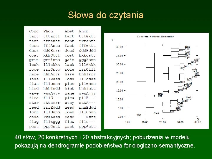 Słowa do czytania 40 słów, 20 konkretnych i 20 abstrakcyjnych; pobudzenia w modelu pokazują