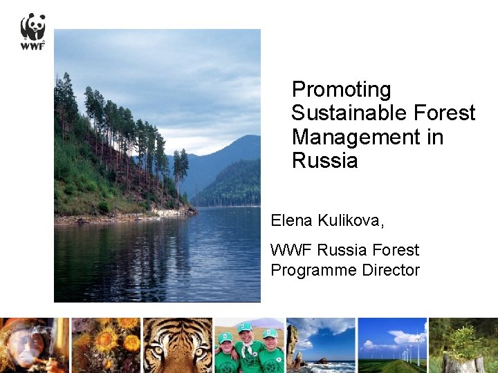 Promoting Sustainable Forest Management in Russia Elena Kulikova, WWF Russia Forest Programme Director 