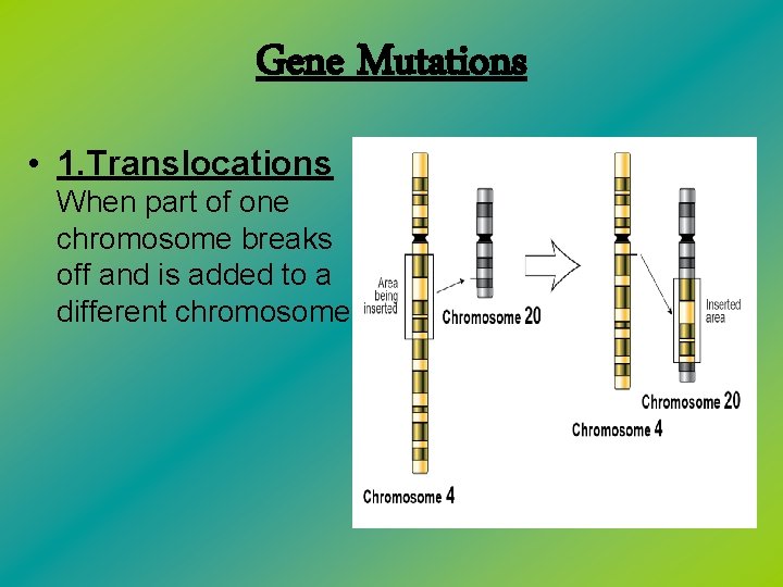 Gene Mutations • 1. Translocations When part of one chromosome breaks off and is