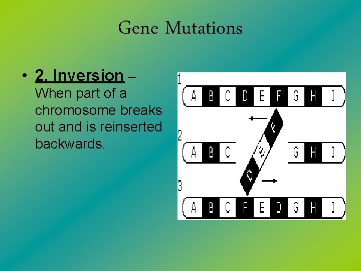Gene Mutations • 2. Inversion – When part of a chromosome breaks out and