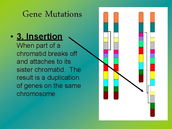 Gene Mutations • 3. Insertion When part of a chromatid breaks off and attaches