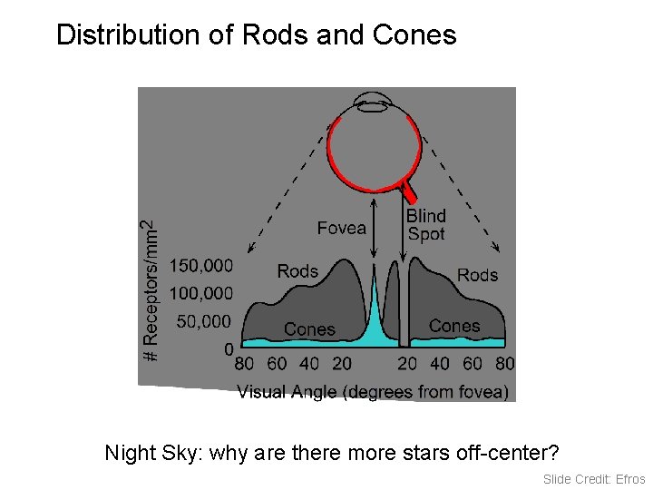 Distribution of Rods and Cones Night Sky: why are there more stars off-center? © Distribution of Rods and Cones Night Sky: why are there more stars off-center? ©