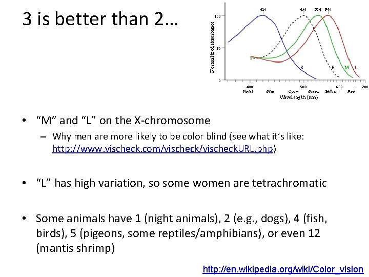 3 is better than 2… • “M” and “L” on the X-chromosome – Why 3 is better than 2… • “M” and “L” on the X-chromosome – Why