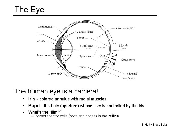 The Eye The human eye is a camera! • Iris - colored annulus with The Eye The human eye is a camera! • Iris - colored annulus with