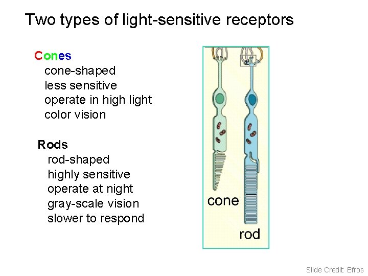 Two types of light-sensitive receptors Cones cone-shaped less sensitive operate in high light color Two types of light-sensitive receptors Cones cone-shaped less sensitive operate in high light color