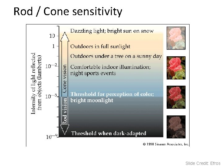 Rod / Cone sensitivity Slide Credit: Efros Rod / Cone sensitivity Slide Credit: Efros