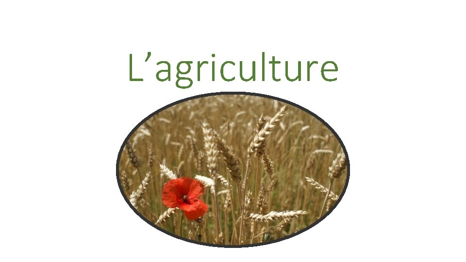 L’agriculture 