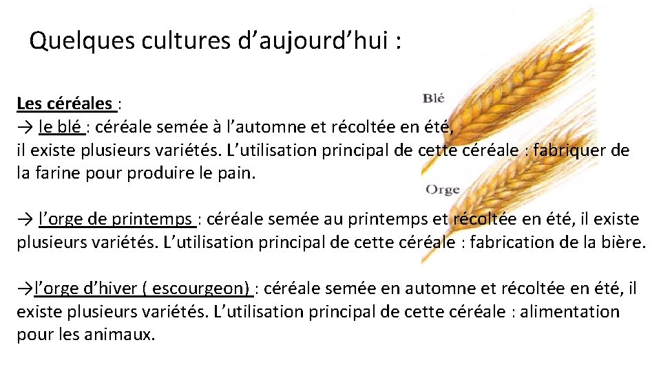 Quelques cultures d’aujourd’hui : Les céréales : → le blé : céréale semée à