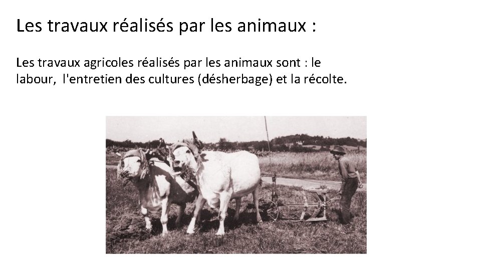 Les travaux réalisés par les animaux : Les travaux agricoles réalisés par les animaux