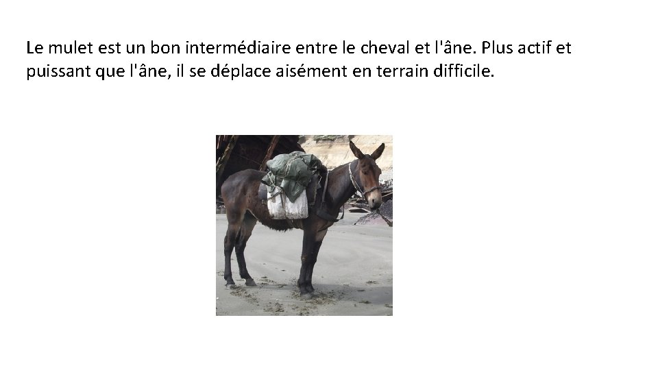 Le mulet est un bon intermédiaire entre le cheval et l'âne. Plus actif et