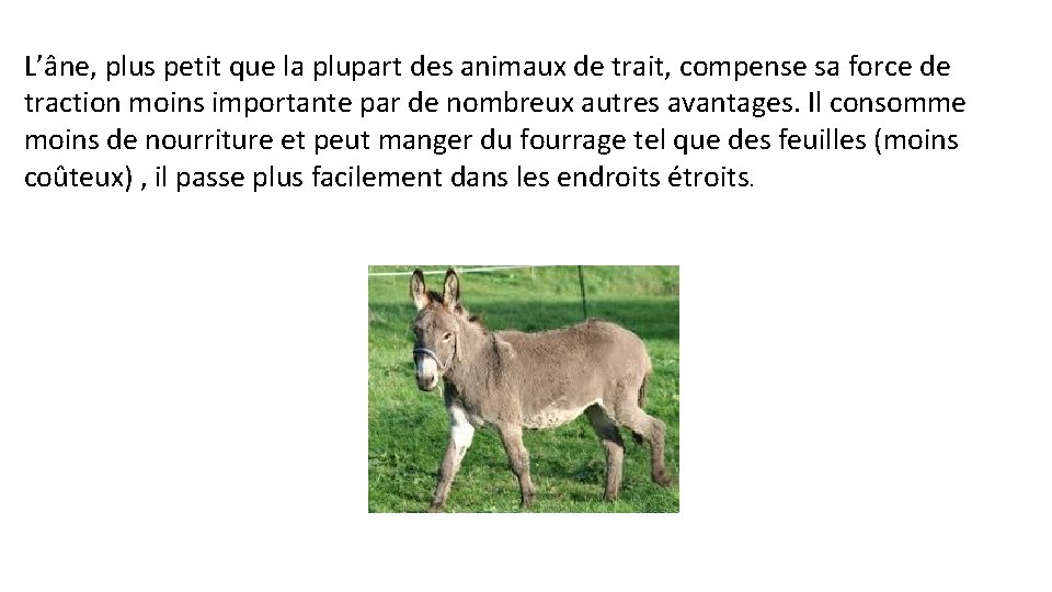 L’âne, plus petit que la plupart des animaux de trait, compense sa force de