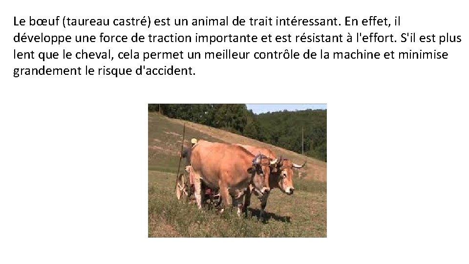 Le bœuf (taureau castré) est un animal de trait intéressant. En effet, il développe