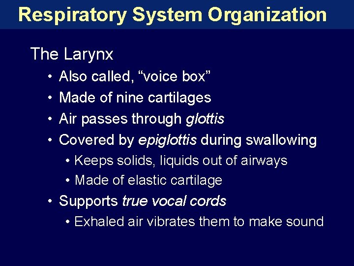 Respiratory System Organization The Larynx • • Also called, “voice box” Made of nine