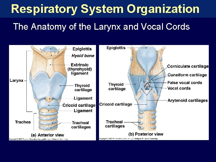 Respiratory System Organization The Anatomy of the Larynx and Vocal Cords 