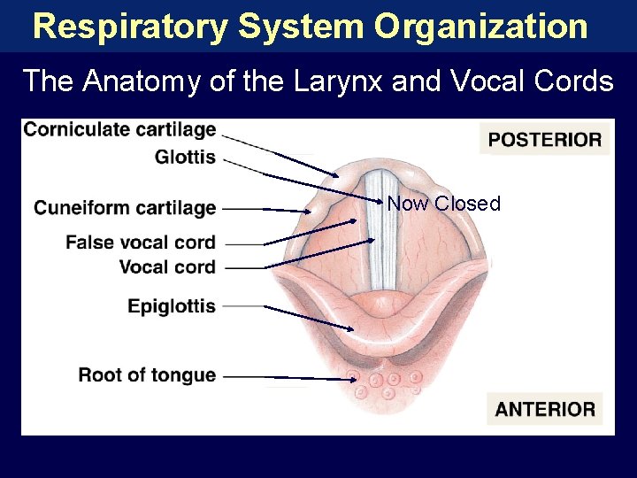 Respiratory System Organization The Anatomy of the Larynx and Vocal Cords Now Closed 