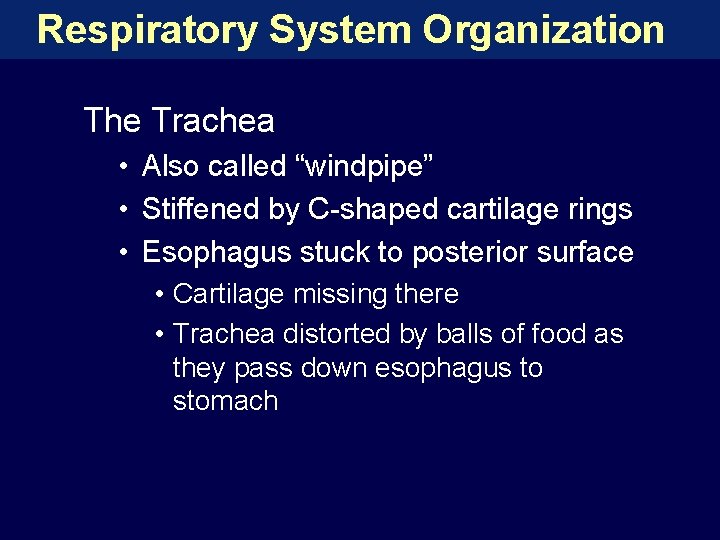 Respiratory System Organization The Trachea • Also called “windpipe” • Stiffened by C-shaped cartilage