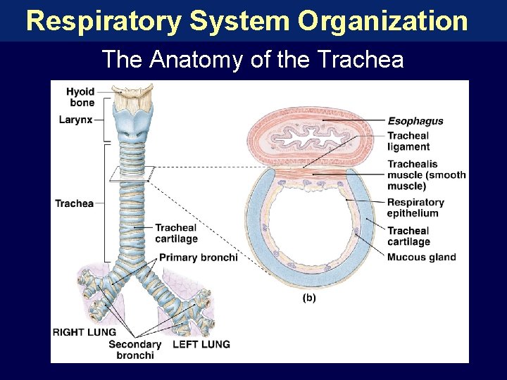 Respiratory System Organization The Anatomy of the Trachea 