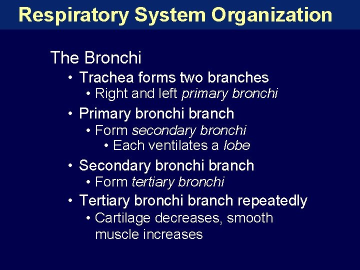 Respiratory System Organization The Bronchi • Trachea forms two branches • Right and left