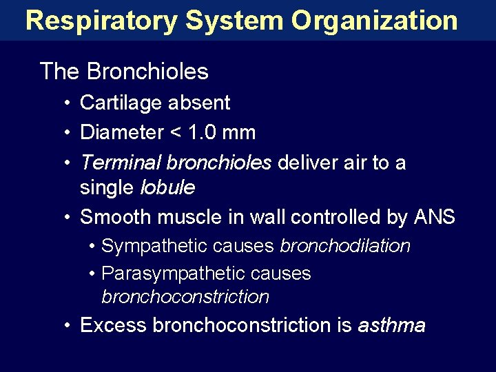 Respiratory System Organization The Bronchioles • Cartilage absent • Diameter < 1. 0 mm