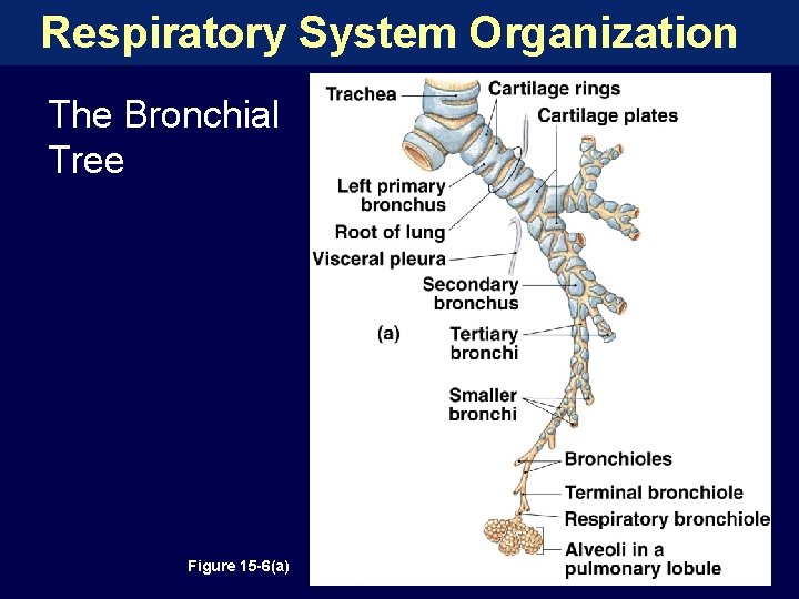 Respiratory System Organization The Bronchial Tree Figure 15 -6(a) 