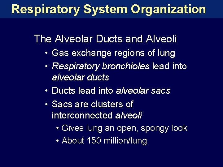 Respiratory System Organization The Alveolar Ducts and Alveoli • Gas exchange regions of lung