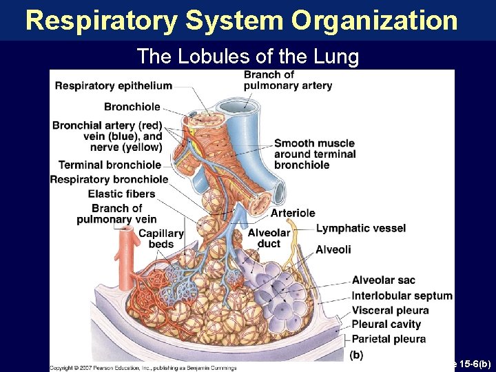 Respiratory System Organization The Lobules of the Lung Figure 15 -6(b) 