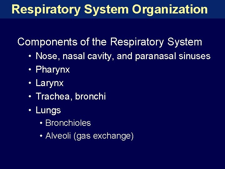 Respiratory System Organization Components of the Respiratory System • • • Nose, nasal cavity,