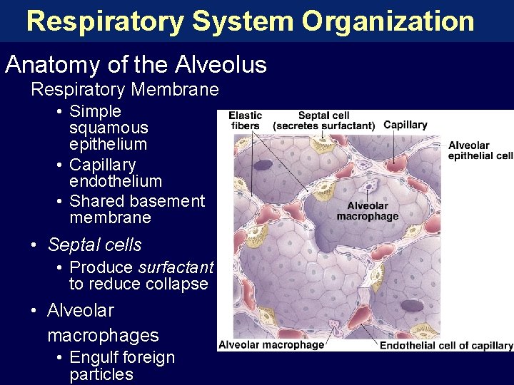 Respiratory System Organization Anatomy of the Alveolus Respiratory Membrane • Simple squamous epithelium •