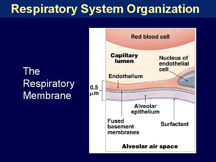 Respiratory System Organization The Respiratory Membrane 