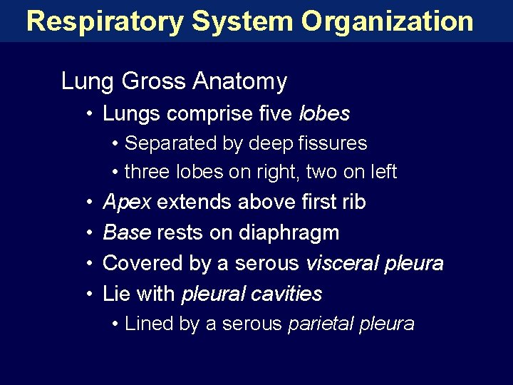 Respiratory System Organization Lung Gross Anatomy • Lungs comprise five lobes • Separated by