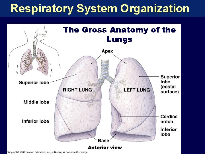 Respiratory System Organization The Gross Anatomy of the Lungs 