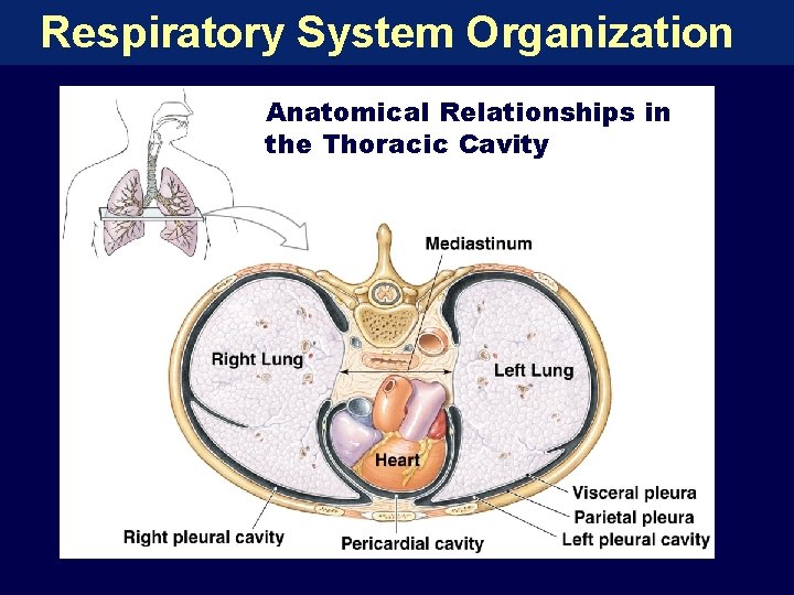 Respiratory System Organization Anatomical Relationships in the Thoracic Cavity 