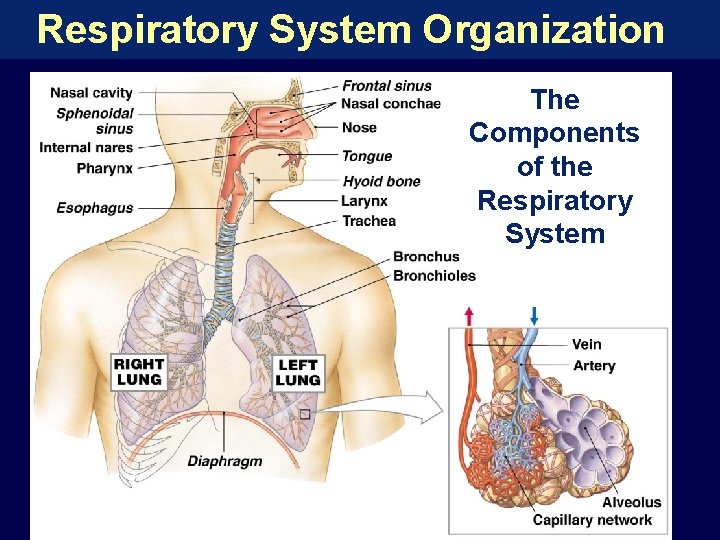 Respiratory System Organization The Components of the Respiratory System 