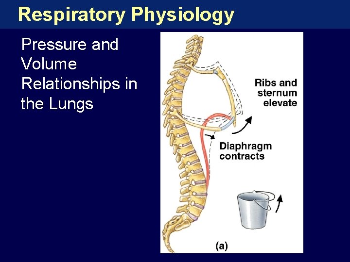 Respiratory Physiology Pressure and Volume Relationships in the Lungs 