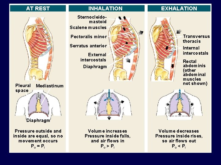 AT REST INHALATION EXHALATION Sternocleidomastoid Scalene muscles Pectoralis minor Serratus anterior External intercostals Diaphragm