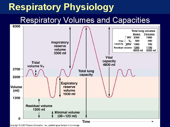 Respiratory Physiology Respiratory Volumes and Capacities 