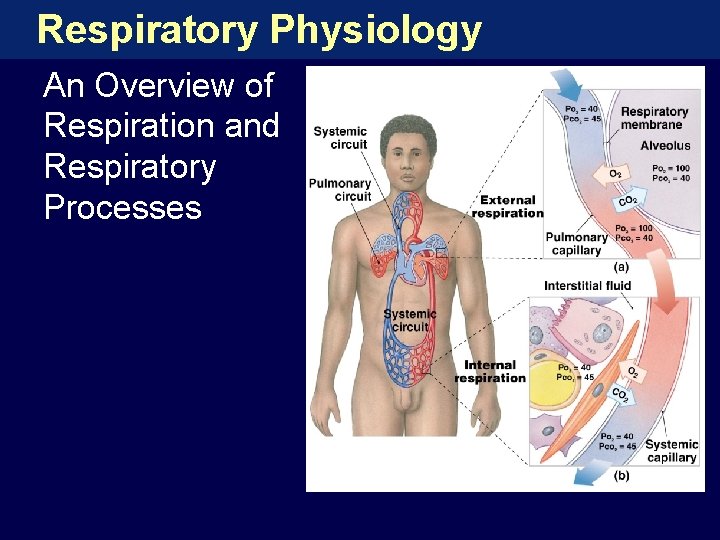 Respiratory Physiology An Overview of Respiration and Respiratory Processes 