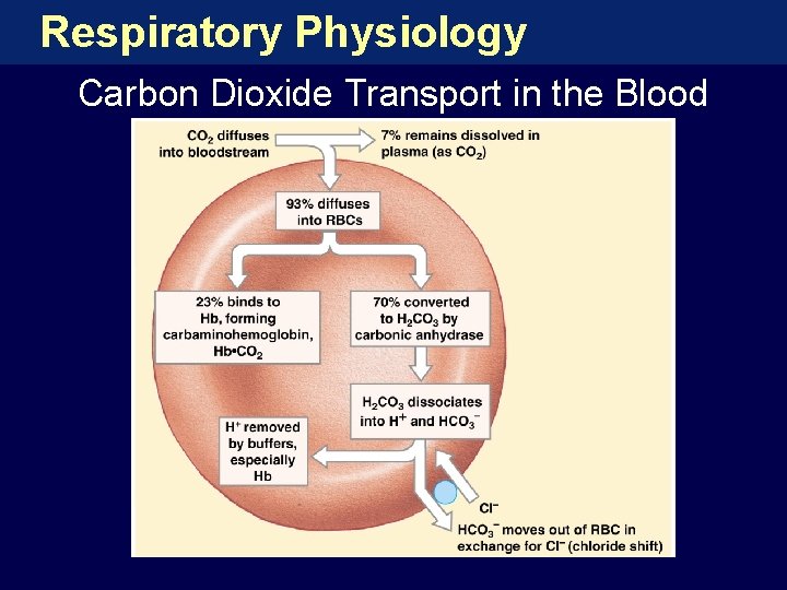 Respiratory Physiology Carbon Dioxide Transport in the Blood 