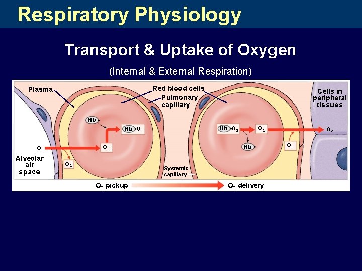 Respiratory Physiology Transport & Uptake of Oxygen (Internal & External Respiration) Red blood cells