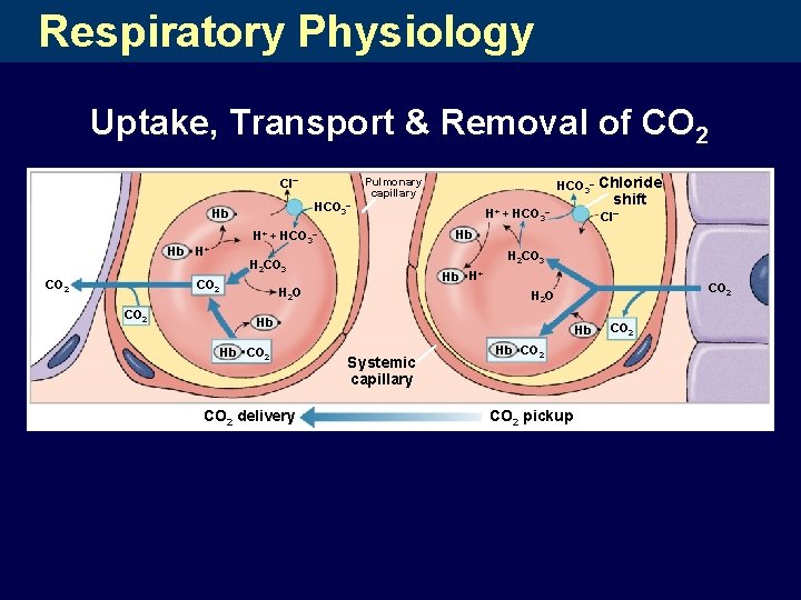 Respiratory Physiology Uptake, Transport & Removal of CO 2 Cl– Hb CO 2 H+