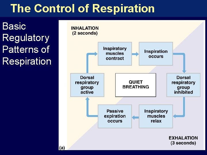 The Control of Respiration Basic Regulatory Patterns of Respiration 