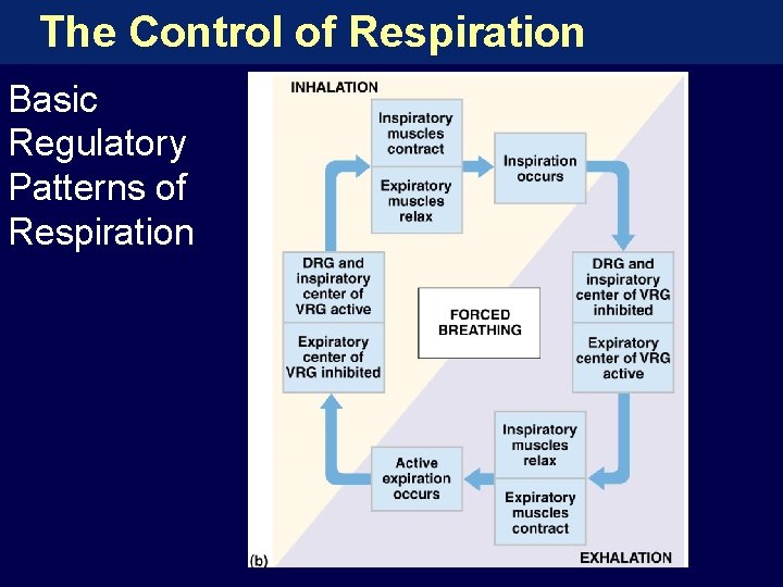 The Control of Respiration Basic Regulatory Patterns of Respiration 