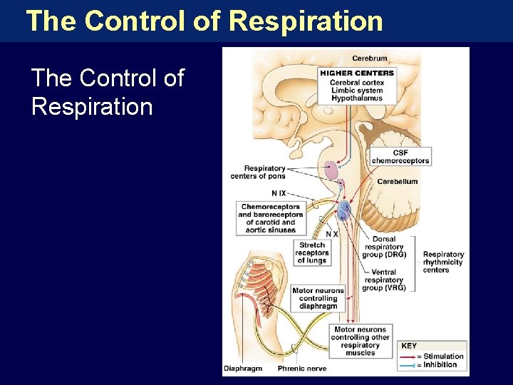The Control of Respiration 