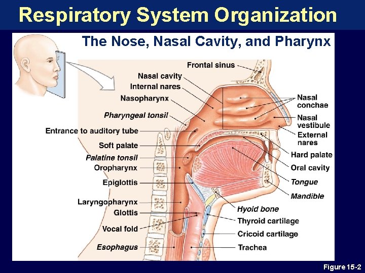 Respiratory System Organization The Nose, Nasal Cavity, and Pharynx Figure 15 -2 