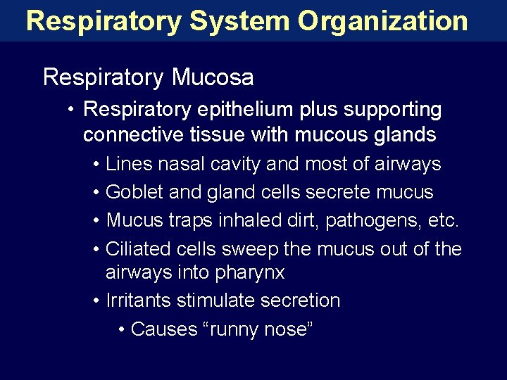 Respiratory System Organization Respiratory Mucosa • Respiratory epithelium plus supporting connective tissue with mucous